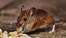 24 Hour & Emergency Exterminators in Sandwood, SC